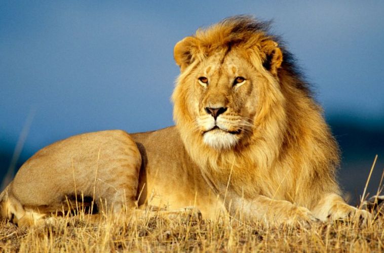africa
